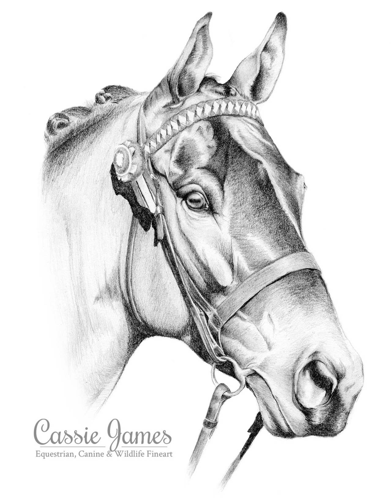 Cassie James - Pencil Horse Drawings.jpg